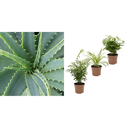 Dominik Blumen und Pflanzen &, Indoor-Trio - Kaffee-Pflanze Coffea arabica, Grünlilie Chlorophytum comosum und Zimmerpalme Chamaedorea, Zimmerpflanzen, Kübelpflanzen von Dominik Blumen und Pflanzen