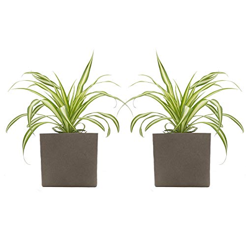 Grünlilien-Duo mit Keramik-Blumentopf "Würfel taupe" von Scheurich - 2 Pflanzen und 2 Dekotöpfe von Dominik Blumen und Pflanzen