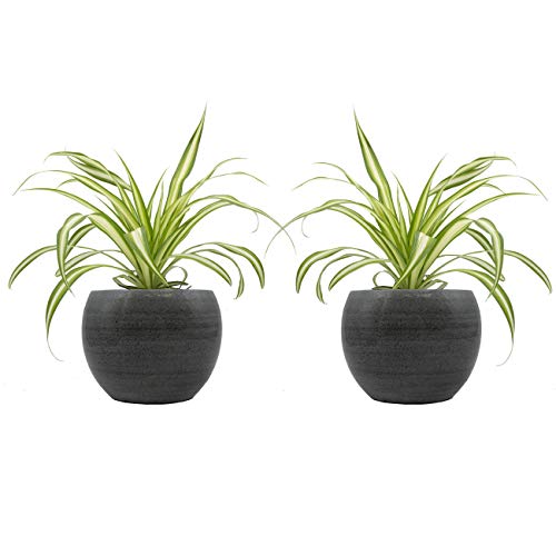 Grünlilien-Duo mit handgefertigtem Keramik-Blumentopf "Cresto Eisblau" - 2 Pflanzen und 2 Dekotöpfe von Dominik Blumen und Pflanzen