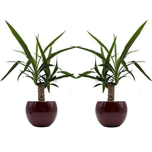 Yucca-Palmen-Duo mit handgefertigtem Keramik-Blumentopf "Cresto Rot" - 2 Pflanzen und 2 Dekotöpfe von Dominik Blumen und Pflanzen