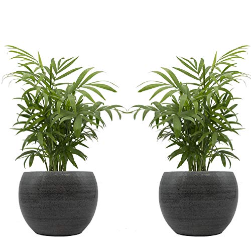 Zimmerpalmen-Duo mit handgefertigtem Keramik-Blumentopf "Cresto Eisblau" - 2 Pflanzen und 2 Dekotöpfe von Dominik Blumen und Pflanzen