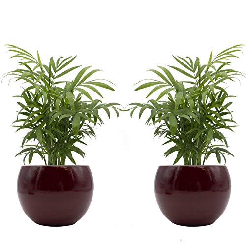 Zimmerpalmen-Duo mit handgefertigtem Keramik-Blumentopf "Cresto Rot" - 2 Pflanzen und 2 Dekotöpfe von Dominik Blumen und Pflanzen