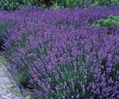 Lavendel Stauden Gartenpflanzen Lavandula angustifolia 5 Stück von PlantaPro
