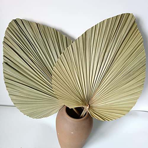 60 x 40cm Getrocknete Palmblätter, Riesen-Palmblattfächer, natürliche Blätter für Boho-Hochzeit, Heimdekoration, 2 Stück 60 x 40cm Getrocknete Palmblätter, Riesen-Palmblattfächer, natürliche Blätter für Boho-Hochzeit, Heimdekoration, 2 Stück von DongArts