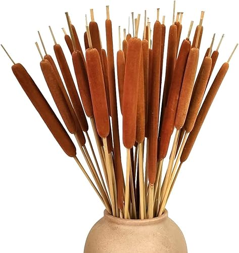 DongArts 40 Stück getrocknete natürliche Rohrkolben Jumbo für rustikales Blumenarrangement, 43,2 cm, Herbsthochzeitsdisplay oder Mittelstücke am Seeufer, Heimdekoration von DongArts