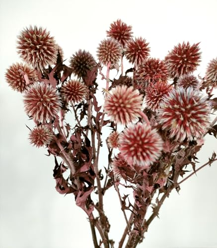 DongArts Getrocknete Echinops Globus Disteln Blumen, konservierte Echinops Globe Blume 20 Kugeln für Boho Party Home Decor Table Center Herbst Hochzeit Dekorationen Rot von DongArts