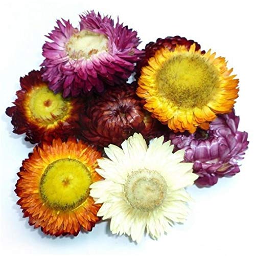 DongArts Getrocknete Strohblumenknospen,Helichrysum Gerbera Chrysanthemen, gemischte Farben für Dekoration, Blumenhandwerk oder Kräutertee 150 Gramm DongArts Getrocknete Strohblumenknospen,Helichrysum Gerbera Chrysanthemen, gemischte Farben für Dekoration, Blumenhandwerk oder Kräutertee 150 Gramm von DongArts