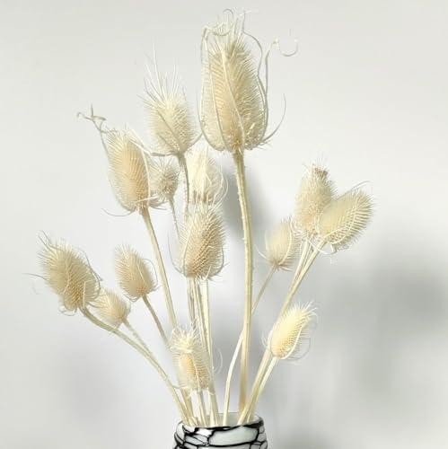 Getrocknete Distelblumen-Bouquet, 43 cm, konservierte Echinops-Globusblumen für Hochzeit, Boho-Party, Wohnkultur, Tischdekoration, gebleichtes Distelbündel (weiß) von DongArts