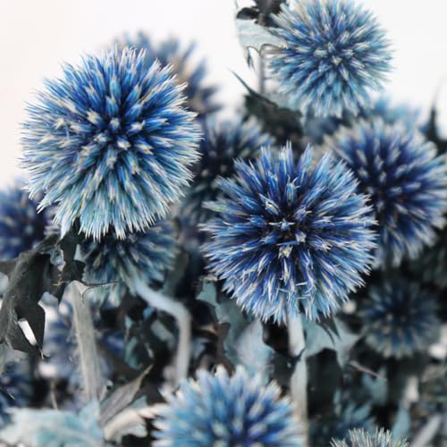 Getrocknete Echinops, Königsblau Natürliche Distel Konservierte Blumen, 20 Kugeln Blau Planet Echinops Globe Blume für Hochzeit Boho Party Home Decor DIY Blumenarrangements Getrocknete Echinops, Königsblau Natürliche Distel Konservierte Blumen, 20 Kugeln Blau Planet Echinops Globe Blume für Hochzeit Boho Party Home Decor DIY Blumenarrangements von DongArts