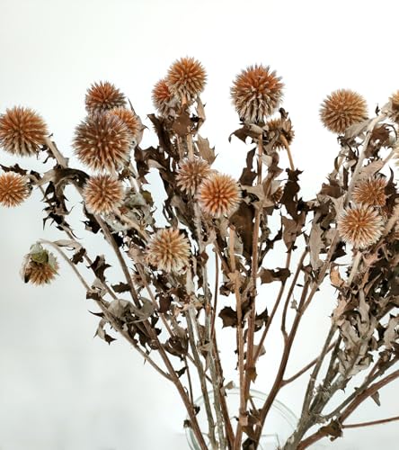 DongArts Getrocknete Echinops Globus Distel Orange getönt Konservierte Echinops Globus Blume für Boho Party Home Decor Tischzentrum DIY Blumenarrangements Herbst Hochzeit Dekorationen Orange von DongArts