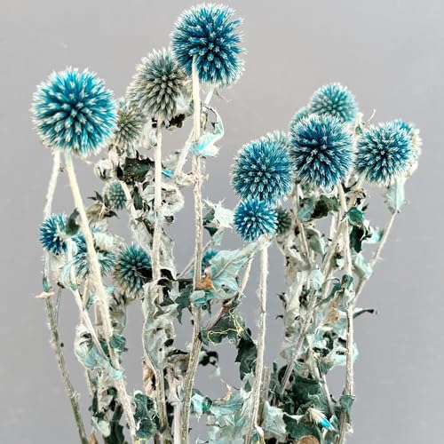 Konservierte Echinops Blumenstrauß, Hellblau Natürliche Distel Dekorative Herbstblumen, 20 Kugeln Blau Planet Echinops Globe Blume für Hochzeit Boho Party Home Decor DIY Blumenarrangements von DongArts