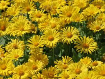 Gämswurz 'Little Leo', Doronicum orientale 'Little Leo', Topfware von Doronicum orientale 'Little Leo'