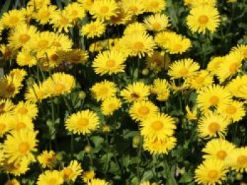 Gemswurz 'Magnificum', Doronicum orientale 'Magnificum', Topfware von Doronicum orientale 'Magnificum'