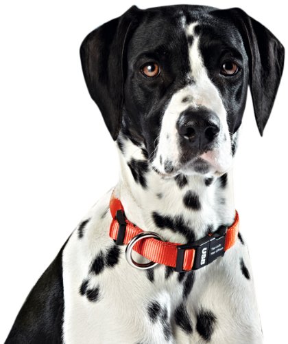 Dog-Ident USB-Hundehalsband, rot, Größe L Dog-Ident USB-Hundehalsband, rot, Größe L von Doubletech
