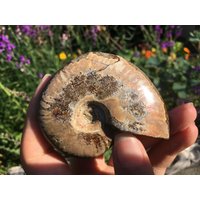 Große Opalisiertes Ammoniten Große Opalisiertes Ammoniten von DragonDenStudio