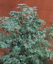 Wermut 'Artemisia absinthum', Samen von Dragonspice Naturwaren von Dragonspice Naturwaren