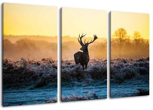 Dream-Arts Hirsch Motiv, 3-teilig auf Leinwand (Gesamtformat: 120x80 cm), Hochwertiger Kunstdruck als Wandbild. Billiger als EIN Ölbild! Achtung KEIN Poster oder Plakat! von Dream-Arts