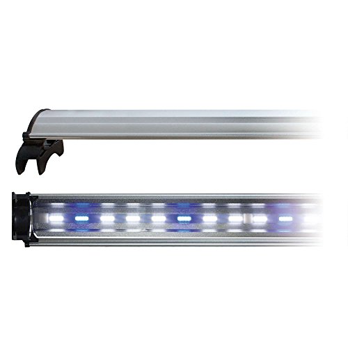 Dream cld80d Lampe COB LED mit weißen Licht und blau von Dream