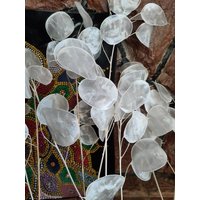 Getrocknete Gebleichte Lunaria/Silberdollar-Pflanze Natürliche Getrocknete Boho-Hochzeitsdeko/Boho-Pflanze von DreamPresents