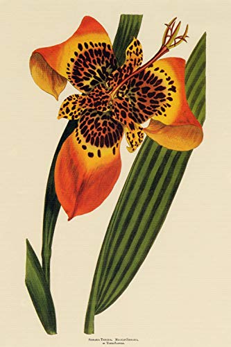 Dreamawsl Retro Metall Poster Serie - Ferraria Tigridia: Mexikanische Ferraria oder Tiger Blume Reproduktion - Werbeplakat Blechschild Metalllandschaft Charakter Poster 30,5 x 20,3 cm von Dreamawsl