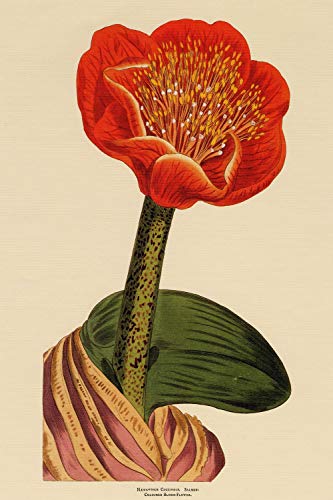 Dreamawsl Retro Metall Poster Serie - Haemanthus Coccineus: lachsfarbene Blutblume Vintage Blume - Werbeplakat Blechschild Metalllandschaft Charakter Poster 30,5 x 20,3 cm von Dreamawsl