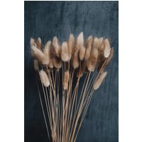 Getrocknete Bunny Tails - Natur von DriedFlowersShop