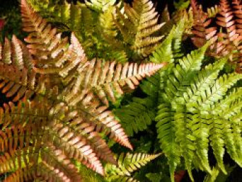 Rotschleierfarn, Dryopteris erythrosora var. prolifica, Containerware von Dryopteris erythrosora var. prolifica