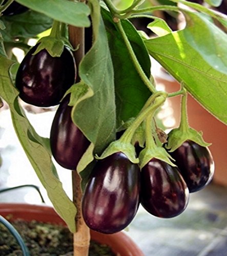 Auberginen Eierfrucht Mini Aubergine Patio Baby Samen von Dürr-Samen