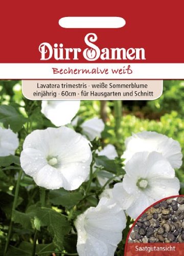 Bechermalve weiß von Dürr-Samen