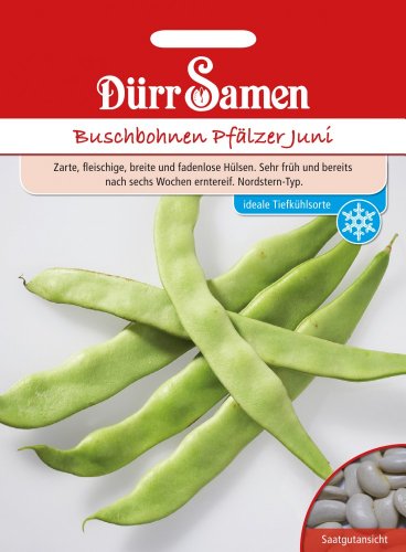 Bohnen - BuschBohnen - Pfälzer Juni von Dürr-Samen von Dürr-Samen