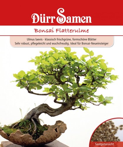 Bonsai Flatterulme, Ulmus laevis, ca. 10 Samen von Dürr-Samen