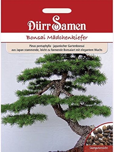 Bonsai-Samen Mädchen-Kiefer von Dürr-Samen