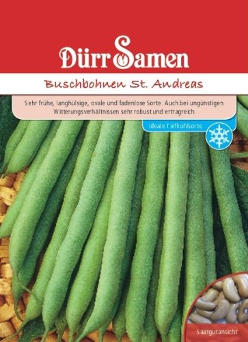 Buschbohnen St. Andreas von Dürr-Samen