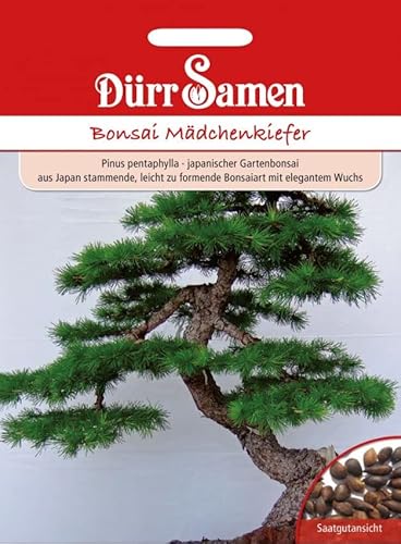 Dürr Bonsai-Samen Mädchen-Kiefer, Inhalt: 10 Korn + ausführliche Anleitung, Portionssaatgut von Dürr-Samen