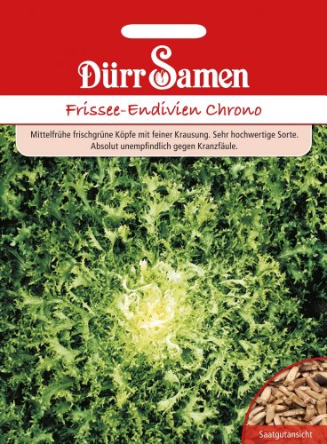 Dürr Samen 0075 Frissée Chrono (Frisséesamen) von Dürr-Samen