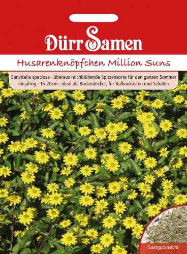 Dürr-Samen - Husarenknöpfchen Million Suns einjährig 15-20 cm Saatgut von Dürr-Samen