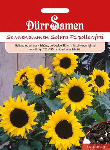 Dürr Samen 0946 Sonnenblume Solara F1 (pollenfrei!) (Sonnenblumensamen) von Dürr-Samen