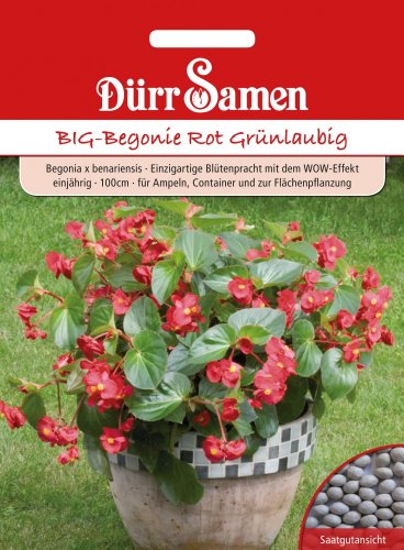 Dürr Samen 1094 Big-Begonie rot grünlaubig (Begoniensamen) von Dürr-Samen