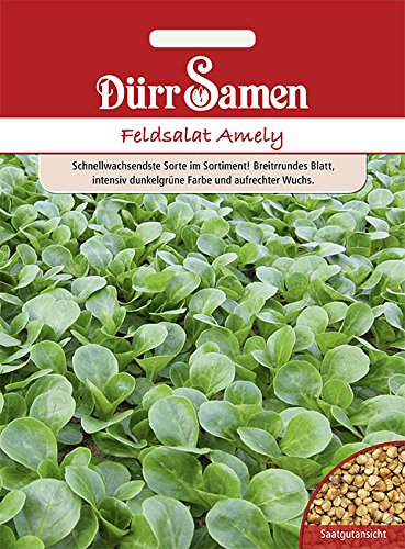 Dürr Samen 4243 Feldsalat Amely (Feldsalatsamen) von Dürr-Samen