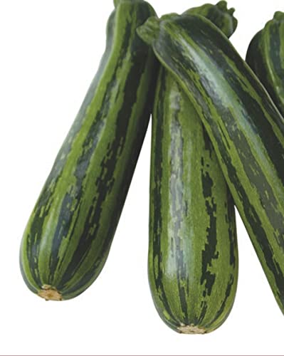 Zucchini Samen Grüner Tiger F1 Zucchinisamen Gemüsesamen 4 Korn Garten Hochbeet Saatgut Dürr Samen von Dürr-Samen