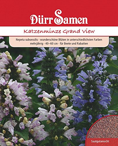 Dürr-Samen - Nepeta subsessilis Katzenminze Grand View mehrjährig Saatgut von Dürr-Samen