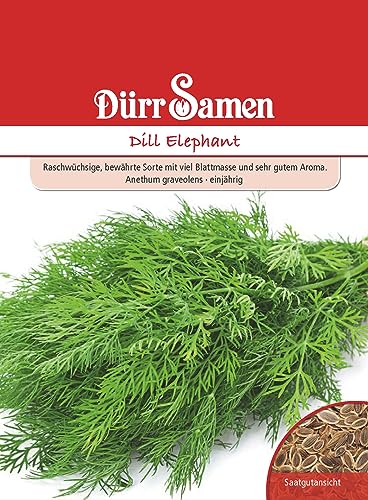 Dill Samen Elephant Blattreich Dillsamen ca 1750 Korn Küchenkräuter Kräutersamen Saatgut Balkon Garten Hochbeet Kübel Dürr Samen von Dürr-Samen