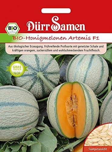 Dürr Samen 4412 Honigmelone Artemis F1 (Bio-Honigmelonensamen) von Dürr-Samen