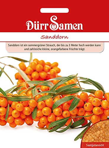 Dürr Samen 4463 Sanddorn (Sanddornsamen) von Dürr-Samen