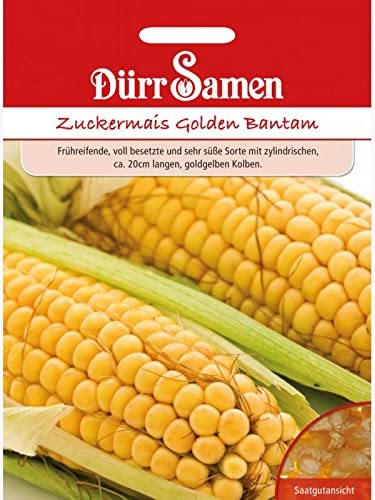 Dürr-Samen - 65 x Zuckermais "Golden Bantham" Saatgut für Garten, Hochbeet & Gewächshaus - Mais Gemüse Samen für Gemüsegarten zum Pflanzen - Maissamen Saat zum Anbauen & Züchten von Dürr-Samen