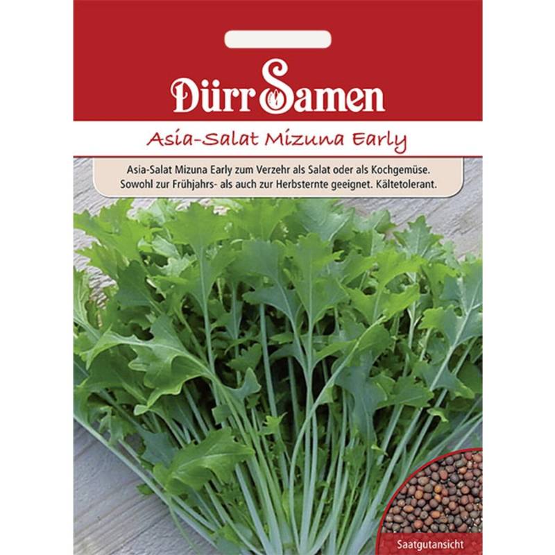 Dürr Samen Asia-Salat Mizuna Early Saatgut von Dürr Samen
