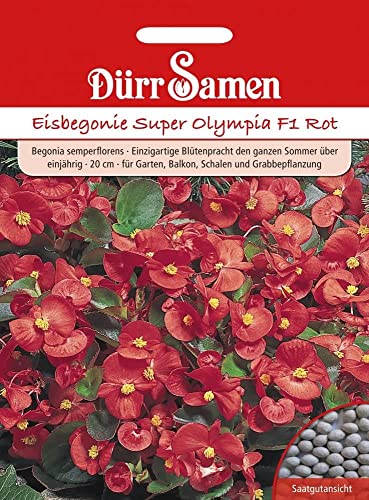 Eisbegonie Samen Begonien Super Olympia F1 Rot Eisbegoniesamen ca 100 Pillen Saatgut Dürr Samen Garten Balkon Einjährig von Dürr-Samen