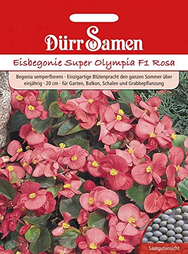 Eisbegonie Samen Begonien Super Olympia F1 rosa Eisbegoniesamen ca 100 Pillen Saatgut Dürr Samen Garten Balkon Einjährig von Dürr-Samen