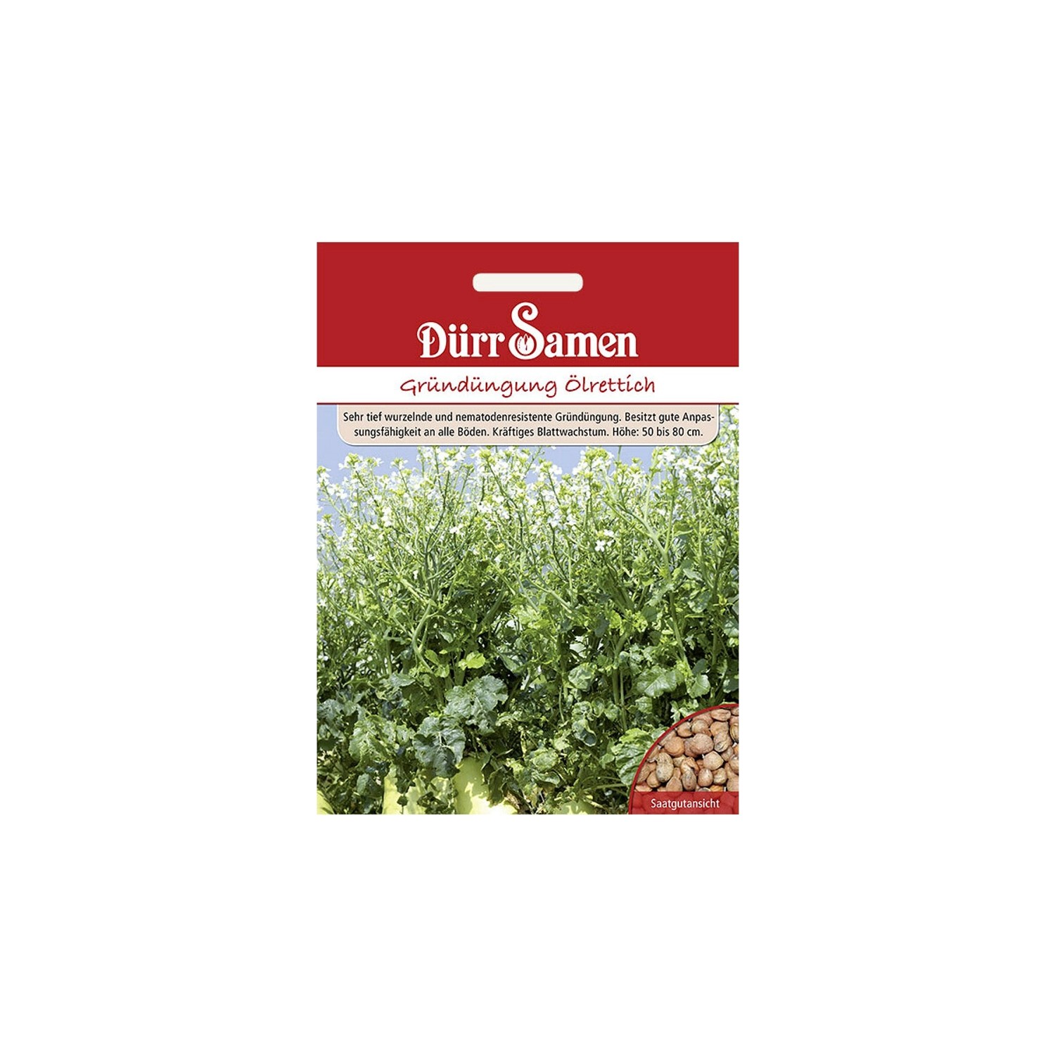 Dürr Samen Gründüngung Ölrettich 1 Kg Saatgut Dürr Samen Gründüngung Ölrettich 1 Kg Saatgut von Dürr Samen