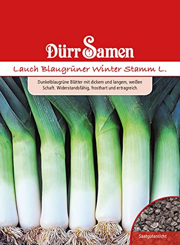 Lauch Samen Blaugrüner Winter,Stamm Allium porrum, ca. 400 Samem Lauchsamen Porresamen Frosthart Saatgut Garten Dürr Samen von Dürr-Samen
